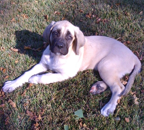 A dog named Summer sitting on the ground in 2010