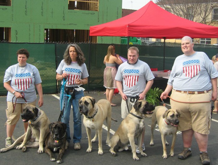 The american mastiff walk for cancer with dogs