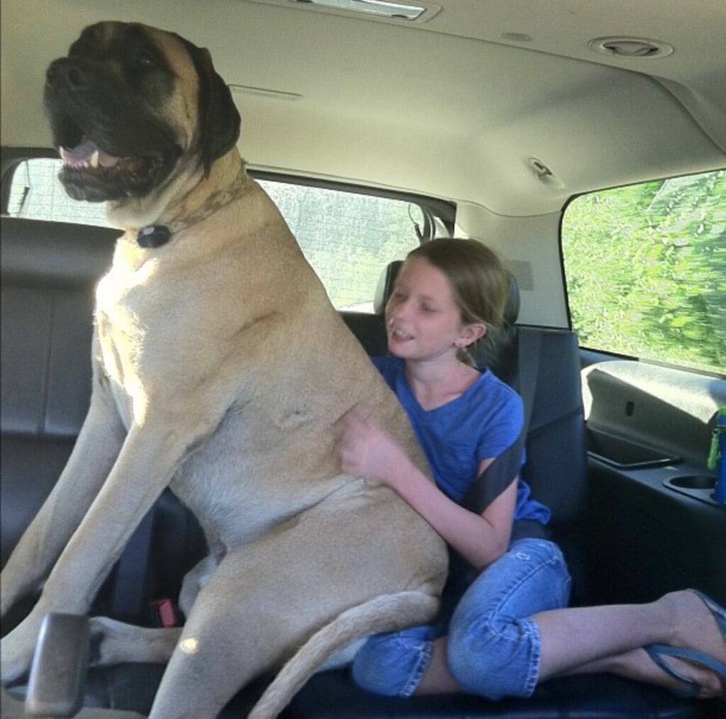 A large dog sitting on the back of a car