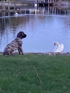 A dog and swan are sitting by the water.