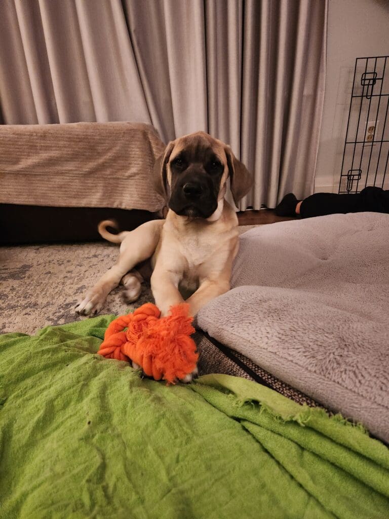 A dog is laying on the floor with its toy.