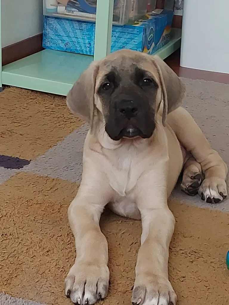 A dog that is laying down on the floor.